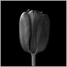 Robert Mapplethorpe - Tulip